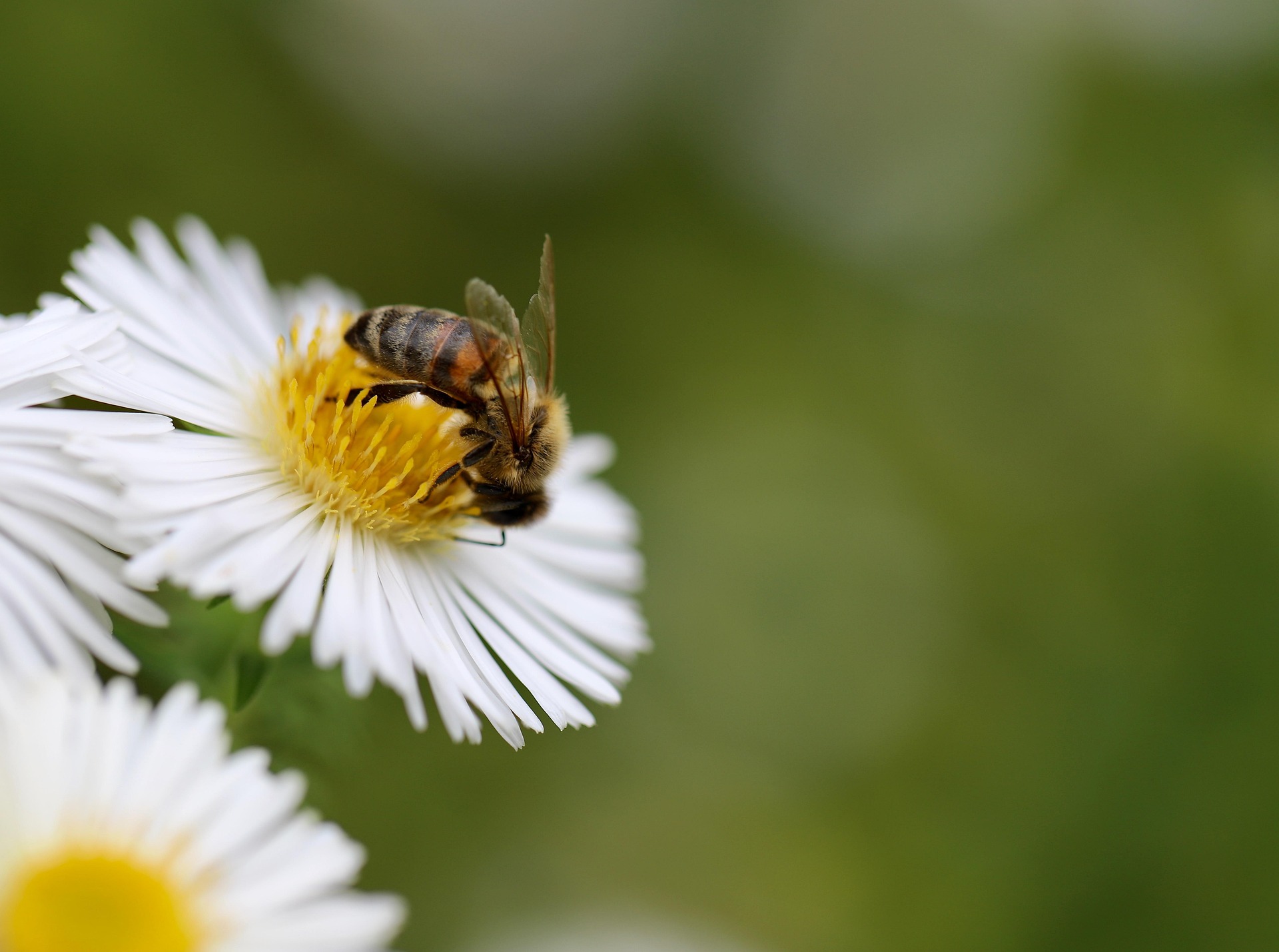 How to support our local pollinators this summer