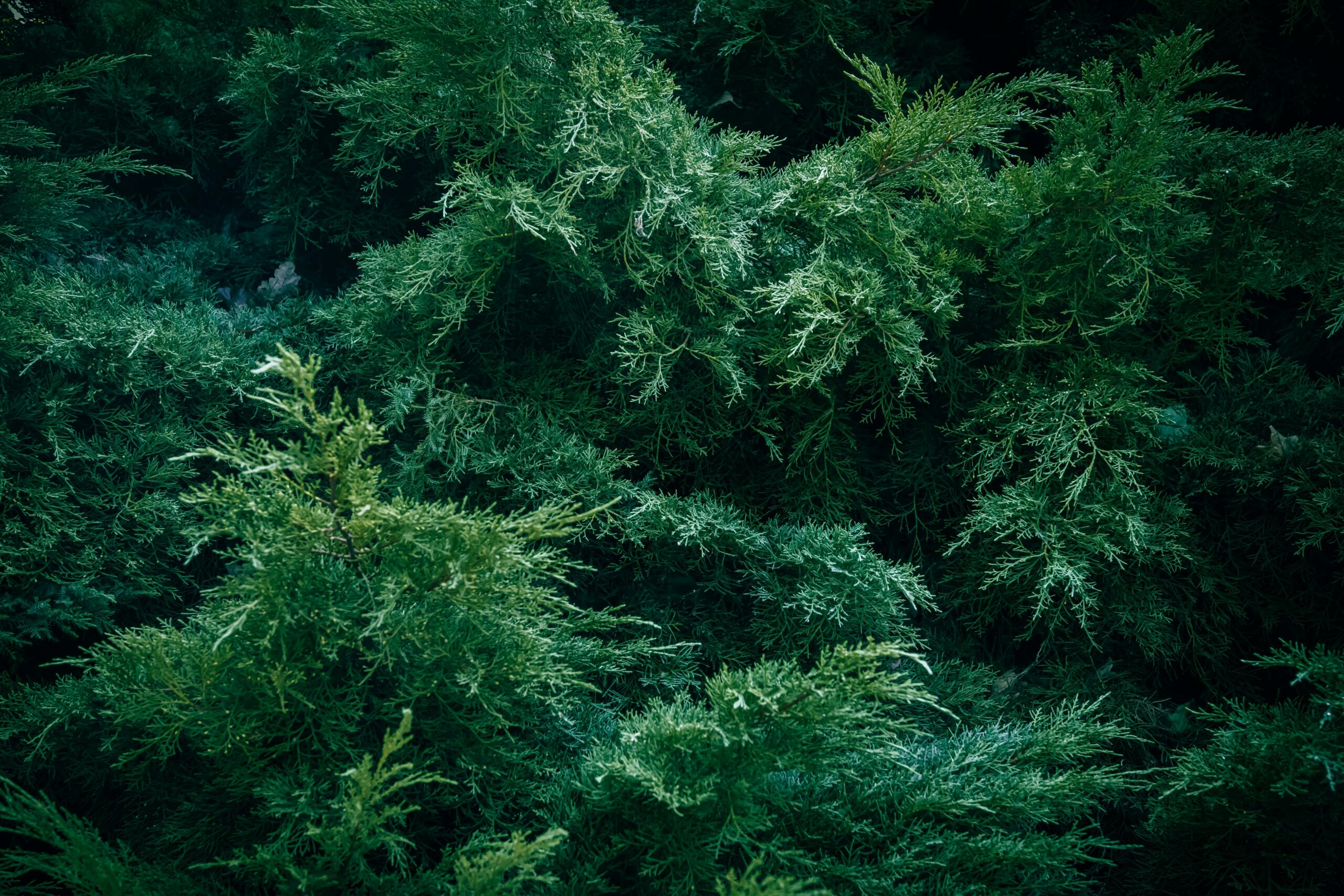 Cedar removal program open for 2026