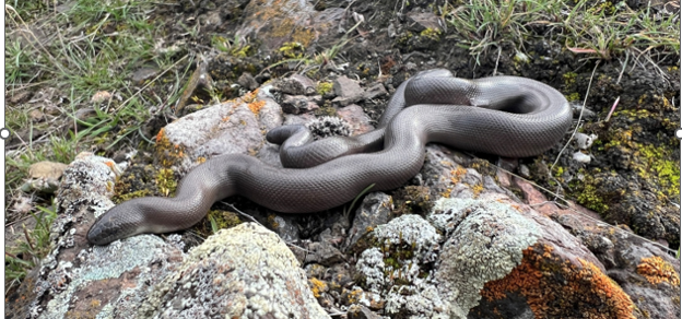 Kamloops’ mystery snake — the Rubber Boa